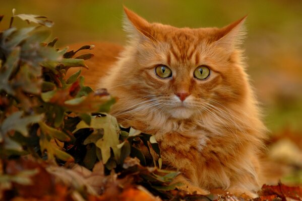 Gato rojo en hojas de otoño mirada de cazador