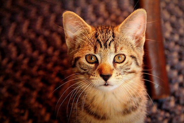 Gatito rayado, retrato del gato, color grisáceo del gato