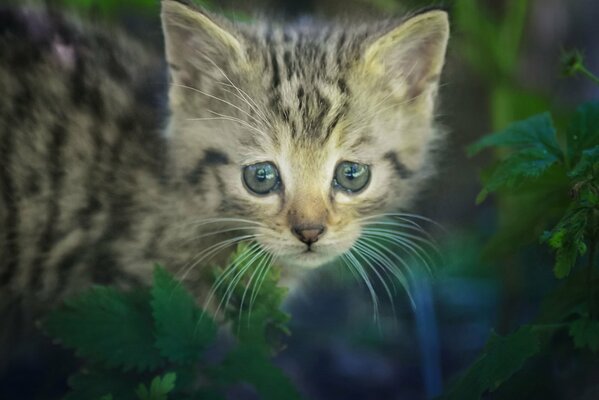 A small gray kitten with stripes