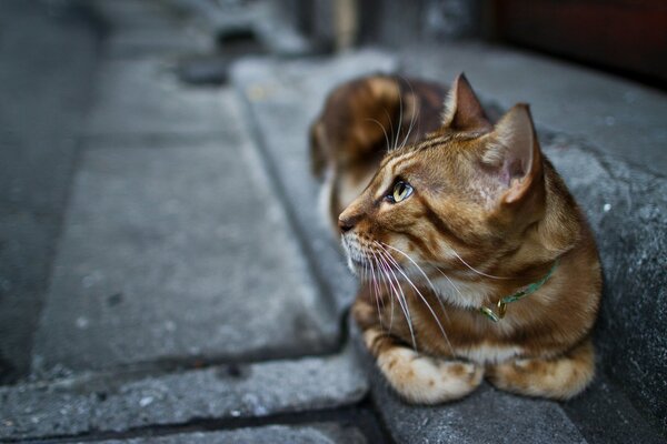 The look of a cat with a collar around its neck