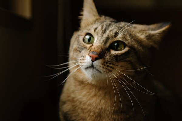 Cara de gato sobre fondo negro