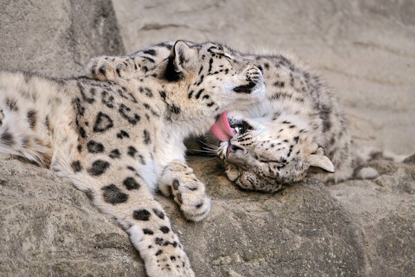 Leopardos de las Nieves en las rocas