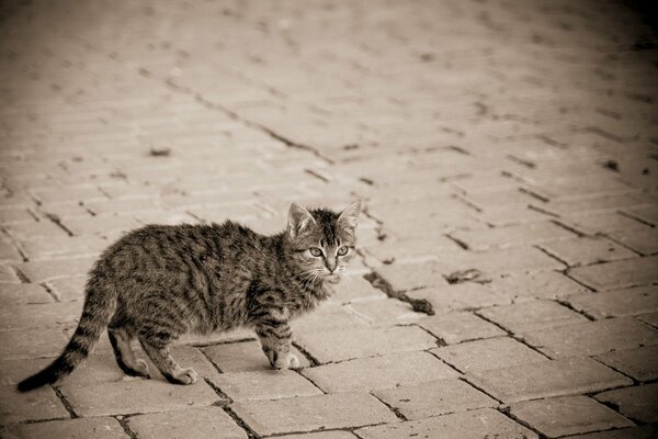 On the pavement street, a gray kitten with stripes