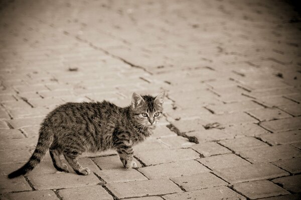 На улице мостовой серый котенок в полоску