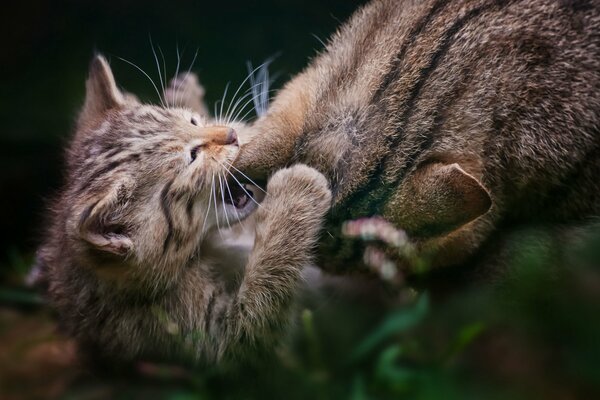 Gatto e gattino. Famiglia Pelosa