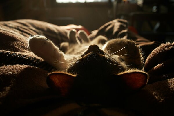 Chaton mignon dort sur une couverture