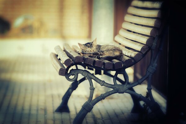 Chaton recroquevillé glomérulaire et dort sur le banc