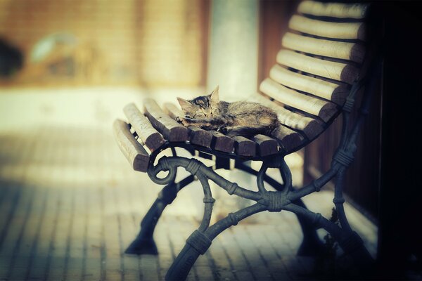 Kotek zwinięty w kłębek i śpi na ławce