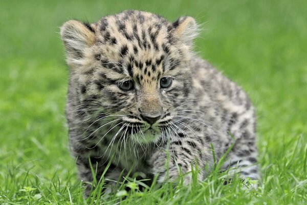 Baby leopard in the grass. Little leopard