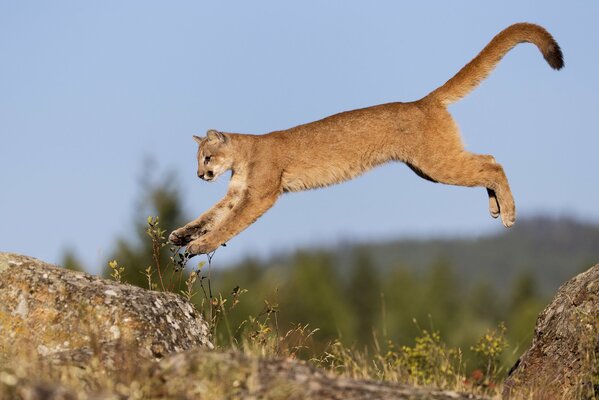 Cougar jumping on rocky terrain