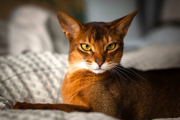 Gorgeous Abyssinian cat breed