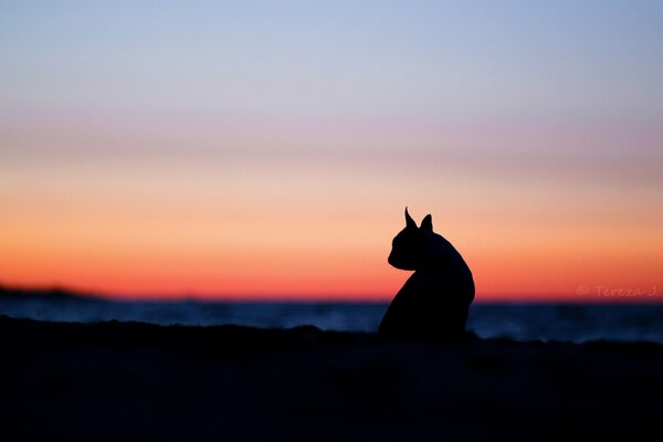 Silhouette einer Katze bei einem rosa Sonnenuntergang