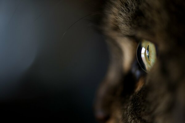 Hermoso gato en un fondo oscuro