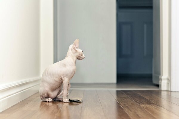 Die Sphinx zu Hause auf dem Parkett im Wohnzimmer