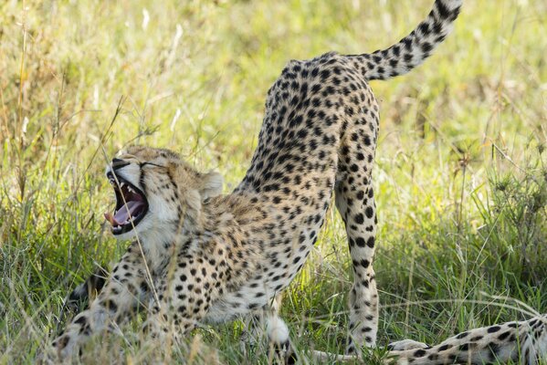 Guépard siroté dans la savane verte