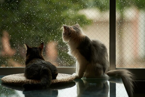 Les chats regardent à travers la fenêtre sur la pluie