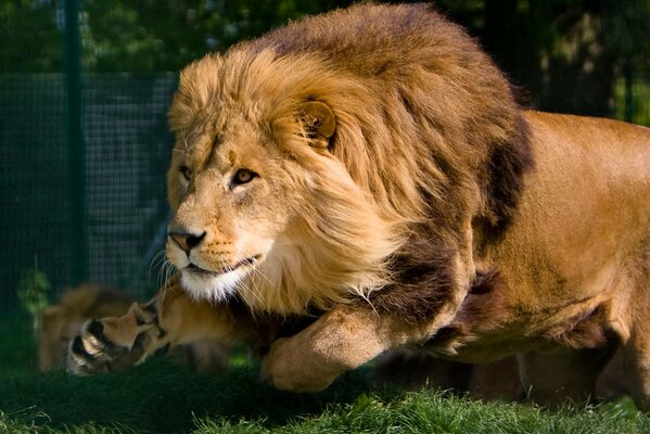 Running of a lion with a mane in motion