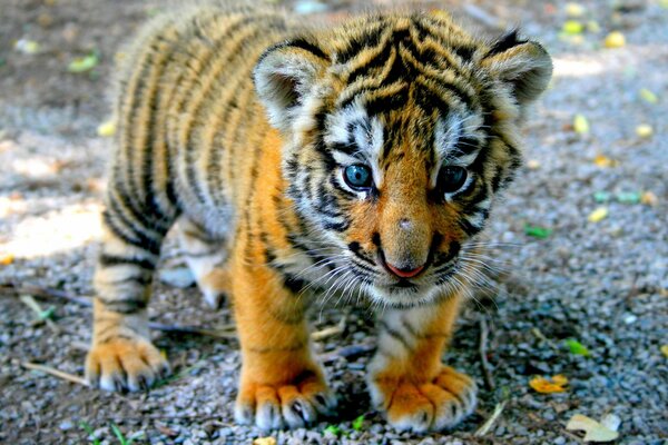 Cachorro de tigre de pie sobre patas peludas