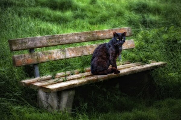 Schwarze Katze im Park auf einer Bank