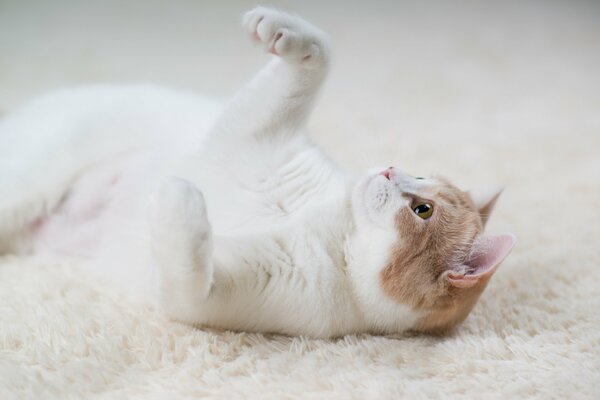 Eine weißrote Katze liegt auf einem weißen Teppich
