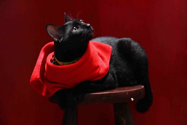 Chat noir avec écharpe rouge