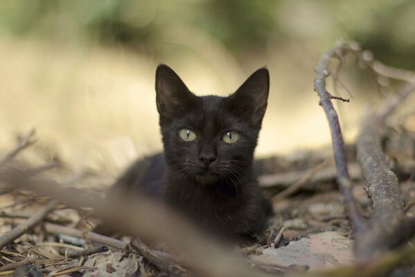 Der Blick einer schwarzen Katze unter Laub