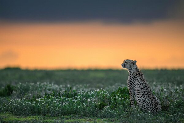 Gepard in freier Wildbahn, Raubtier im Gras, anmutiger Gepard