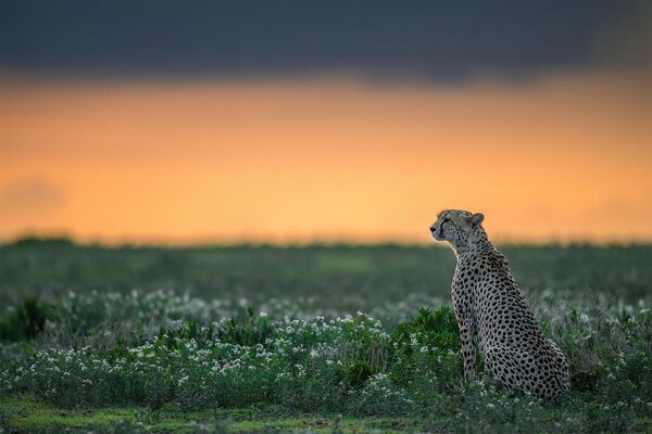 Cheetah in the wild, predator in the grass, graceful cheetah