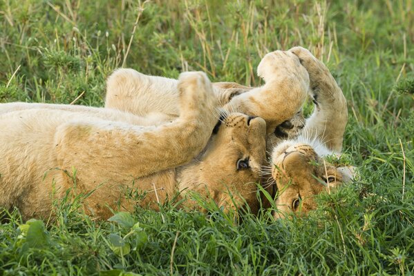 Lion cubs play in the savannah steppes