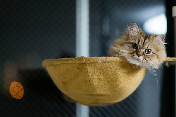 Benjamin thorod looking out in the basket