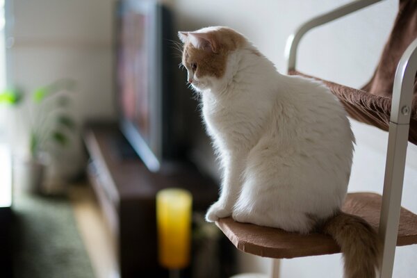 Chat blanc dans un environnement domestique