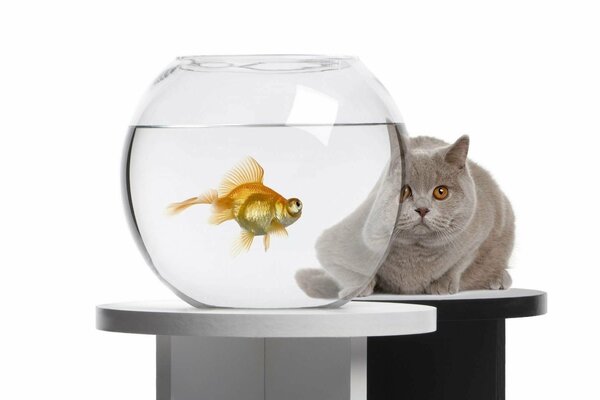 The cat looks where the goldfish is