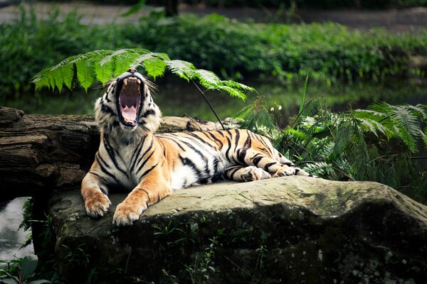Yawning tiger on the river bank