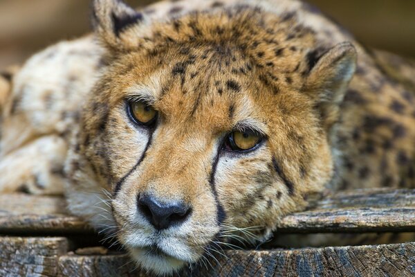 Le guépard se repose en posant son museau sur le sol