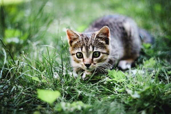Серый котенок играет в зеленой траве
