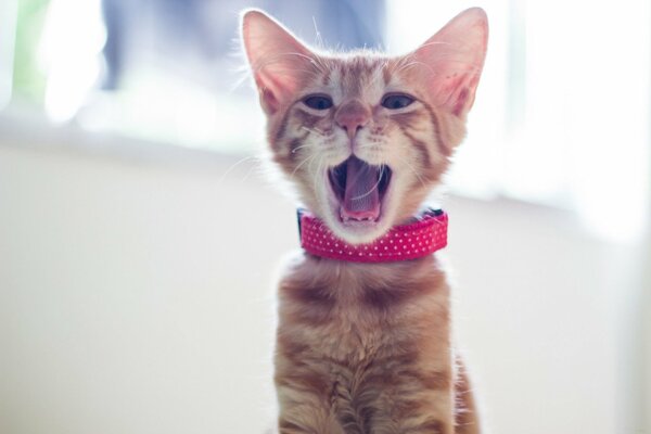 A red-haired kitten in a red collar yawns