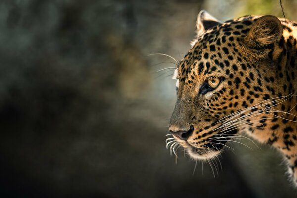 Close-up photo of a leopard