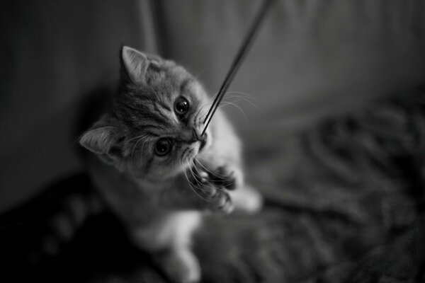 Black and white photo of a kitten playing