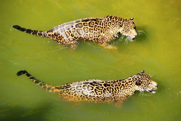 Il giaguaro nuota nell acqua zenen