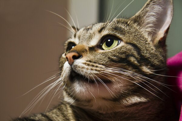 Portrait of a gray cat with green eyes