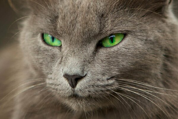 Grey cat with green eyes