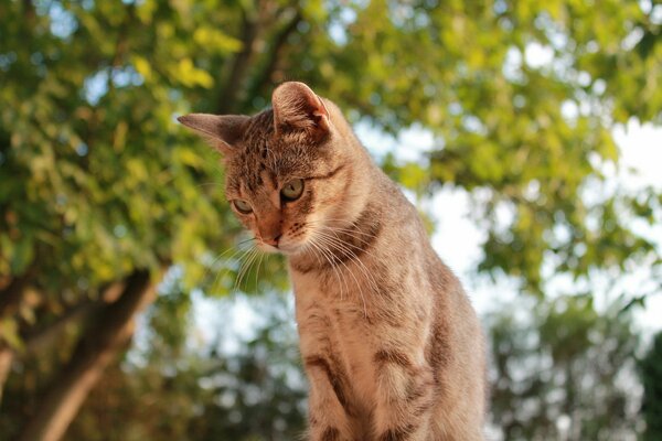 A red cat looking down from a height