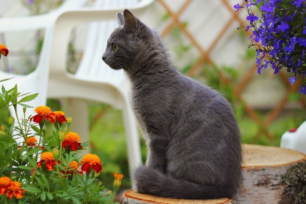 Chat fumé sur chanvre en fleurs