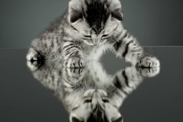 Reflet d un chat mignon dans le miroir
