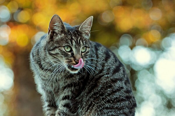 Gato rayado gris acaba de comer