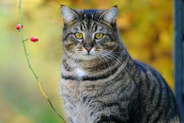 Gato gris noble engordado cerca de una rama de baya