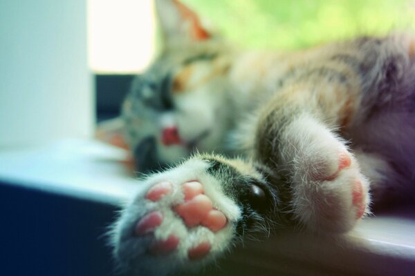 El gato duerme en el alféizar de la ventana con las patas extendidas