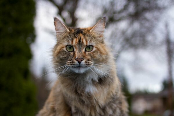 Gato tricolor en el bosque