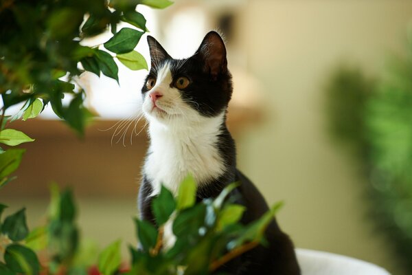 A black and white cat peeks out from behind the plants