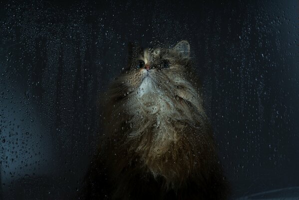 Gatto peloso nella finestra piovosa